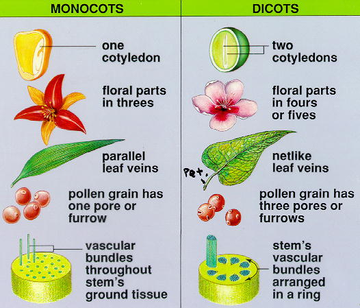 make a list of all the haploid forms of the plant.